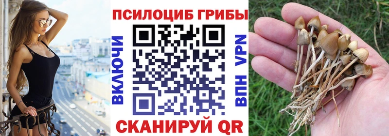 наркошоп  Советск  Псилоцибиновые грибы Magic Shrooms 